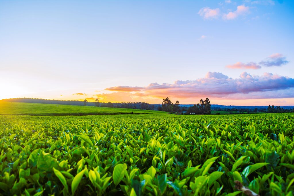 Farming