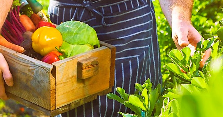 Farm-to-Table Experiences