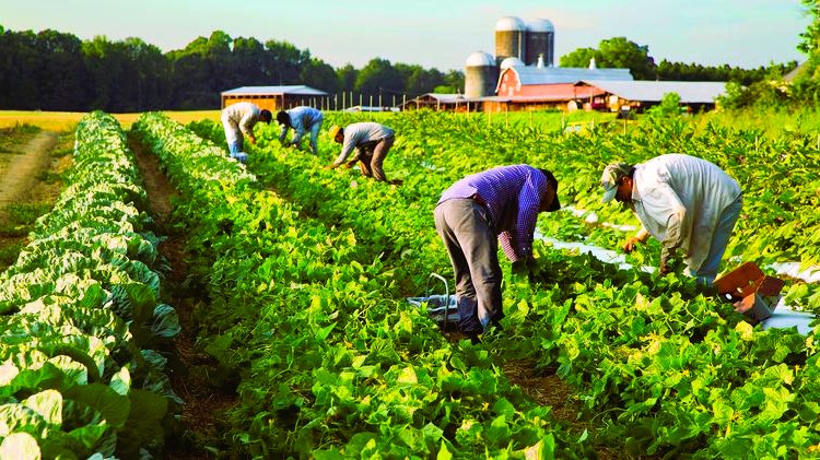 Simulated Farm-to-Table Experiences